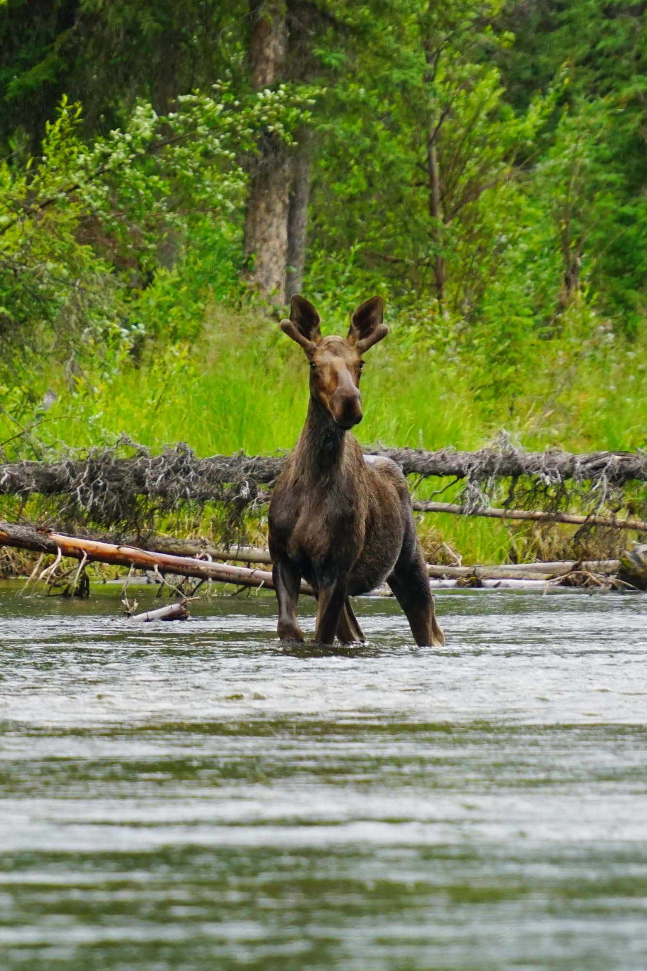 river-yukon-moose-1