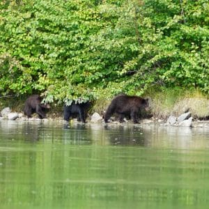 Yukon-river-ours-bear